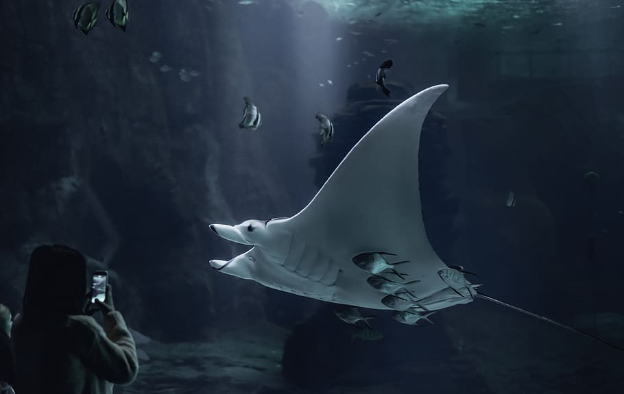 white manta underwater photo, animal wildlife, animal themes, HD wallpaper