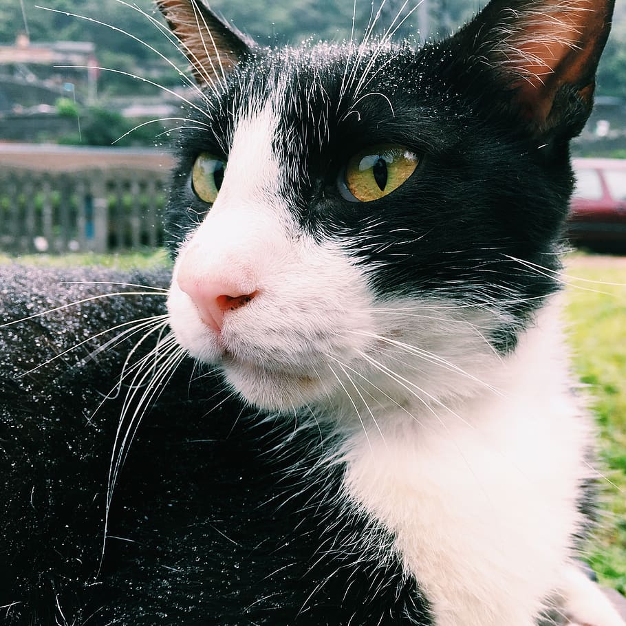 Close-up Photography of Tuxedo Cat, animal, domestic cat, feline, HD wallpaper