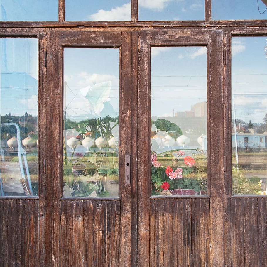 reflection, windows, door, glass, flowers, plant, glass - material HD wallpaper