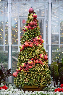 Christmas tree, plant, ornament, home decor, fruit, nature, window HD wallpaper