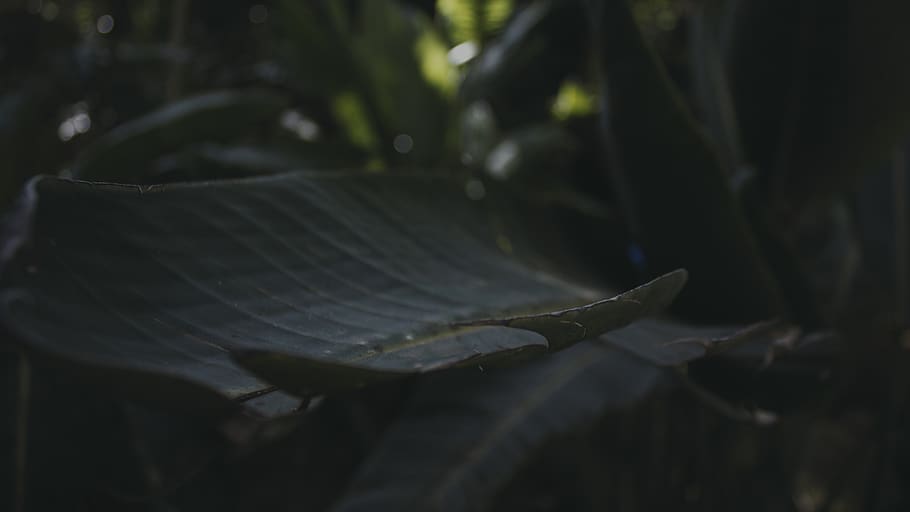 leaf, plant, flower, blossom, experimental, trees, nature, arts and culture HD wallpaper
