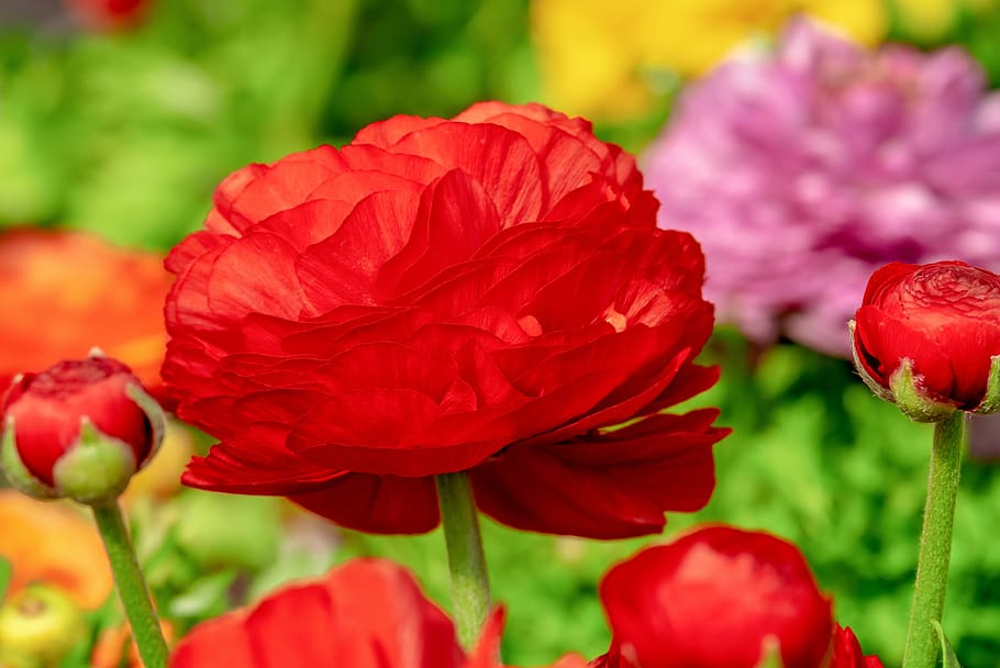 ranunculus, flower, blossom, bloom, red, spring, ranunculus flower HD wallpaper