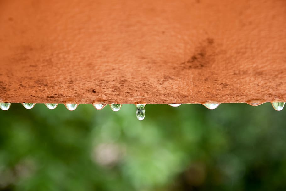 water, green, rain, droplet, trees, orange, kids, fun, close-up HD wallpaper