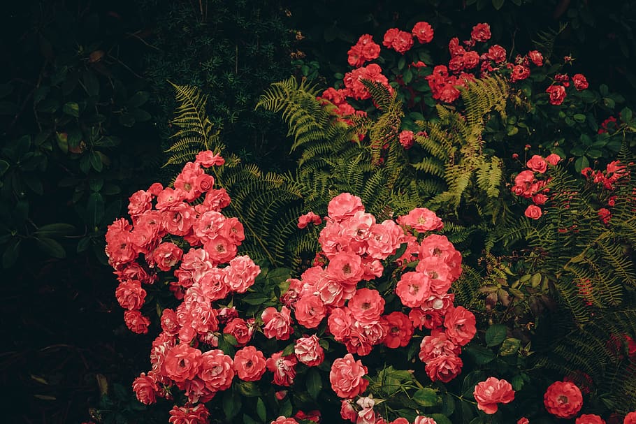 portland, united states, international rose test garden, leaves, HD wallpaper
