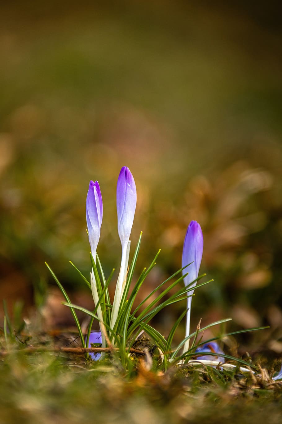 crocus, flower, meadow, nature, spring, plant, blossom, bloom HD wallpaper