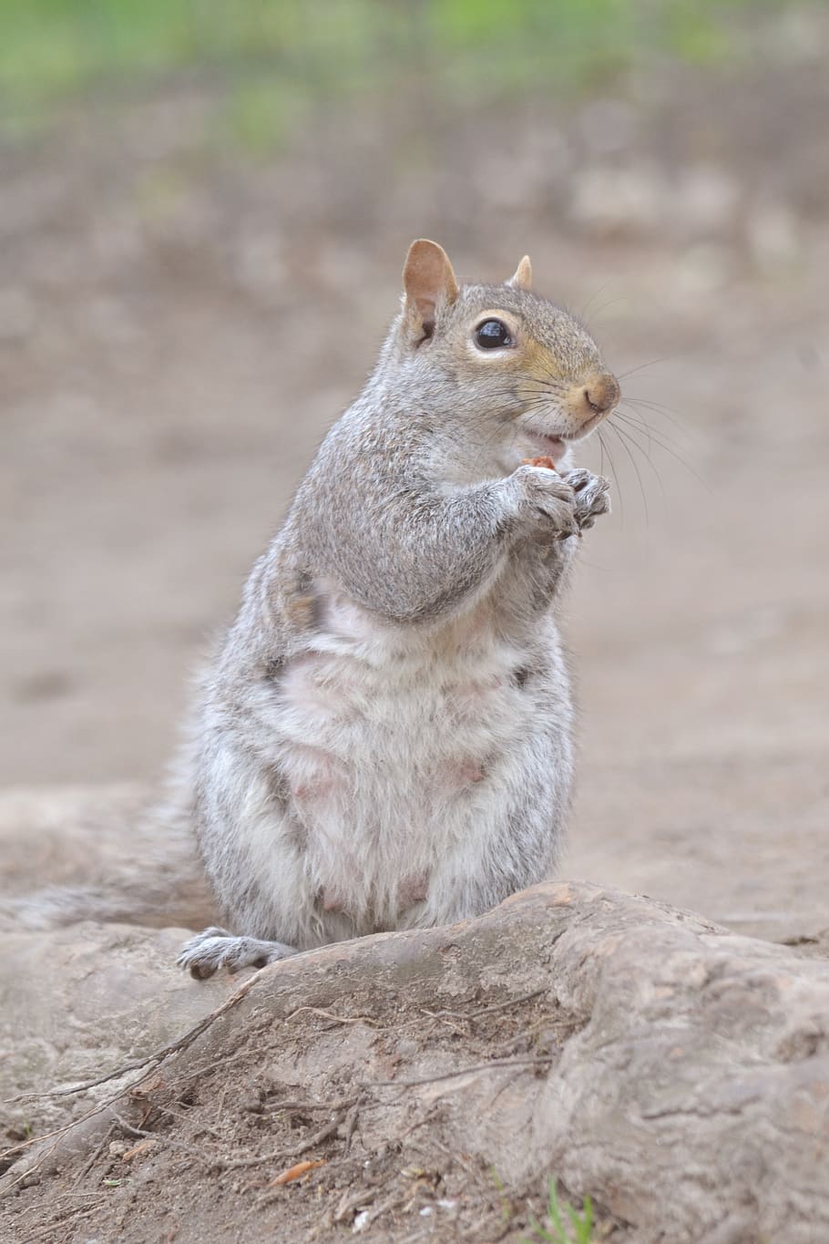 animal themes, rodent, animal wildlife, one animal, animals in the wild HD wallpaper