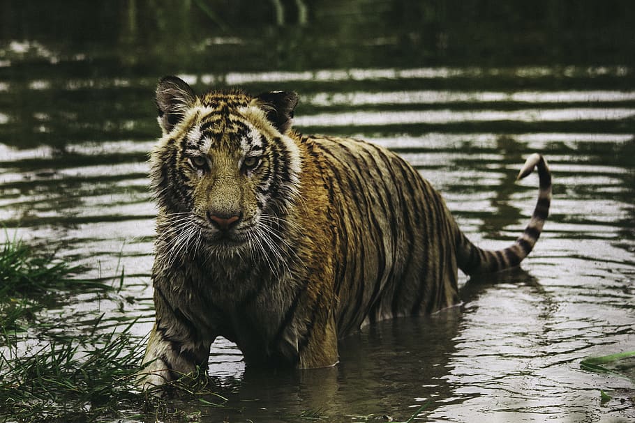tiger, mammal, animal, water, animal wildlife, animal themes HD wallpaper