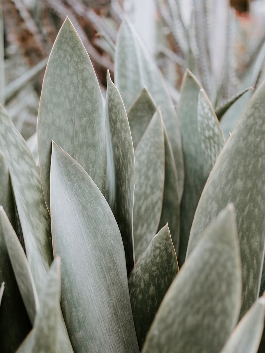 green-leafed plant, growth, close-up, succulent plant, no people HD wallpaper