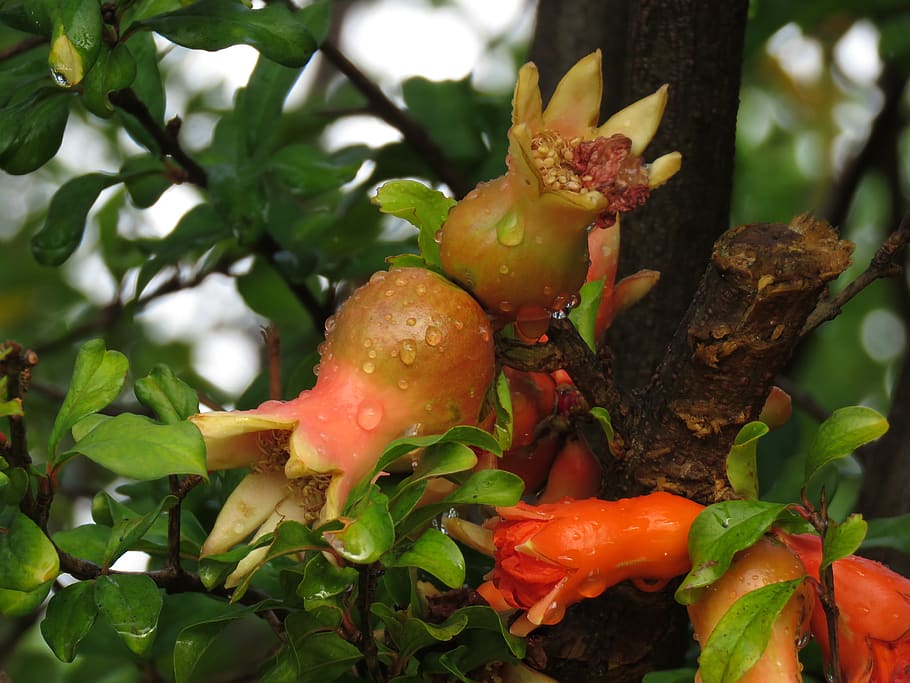 pomegranate, fruit, nature, plant, growth, close-up, freshness HD wallpaper