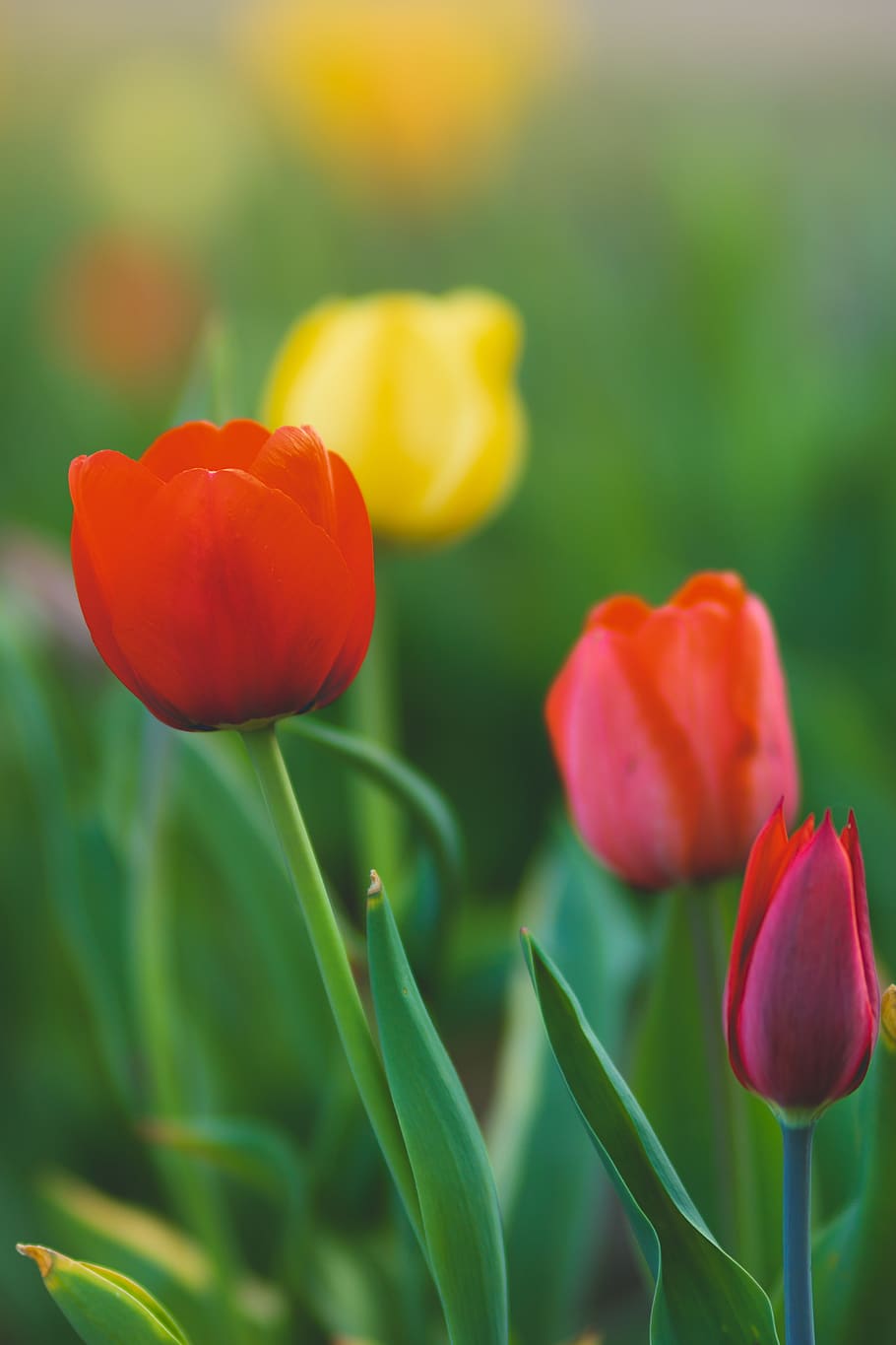 germany, spring 2018, flower, flowers, bokeh, springtime, colorful HD wallpaper