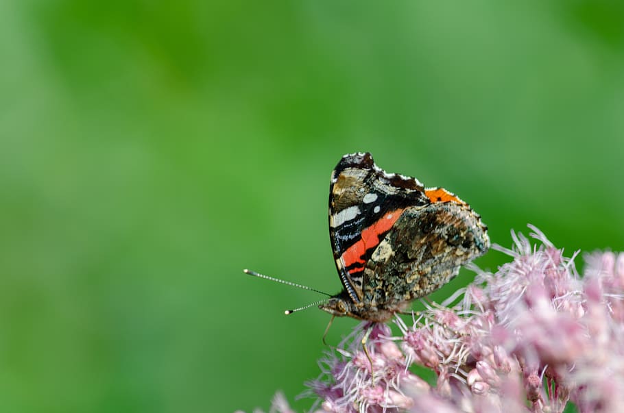 nature, butterfly, bug, butterflies, insects, animal themes HD wallpaper