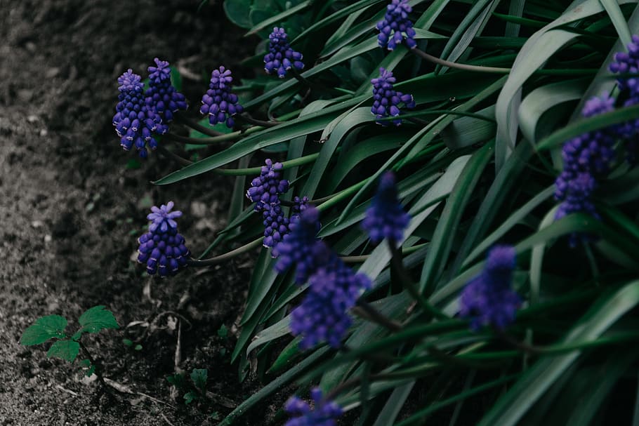 hyacinth flowers, plant, flora, lavender, blossom, vine, leaves HD wallpaper