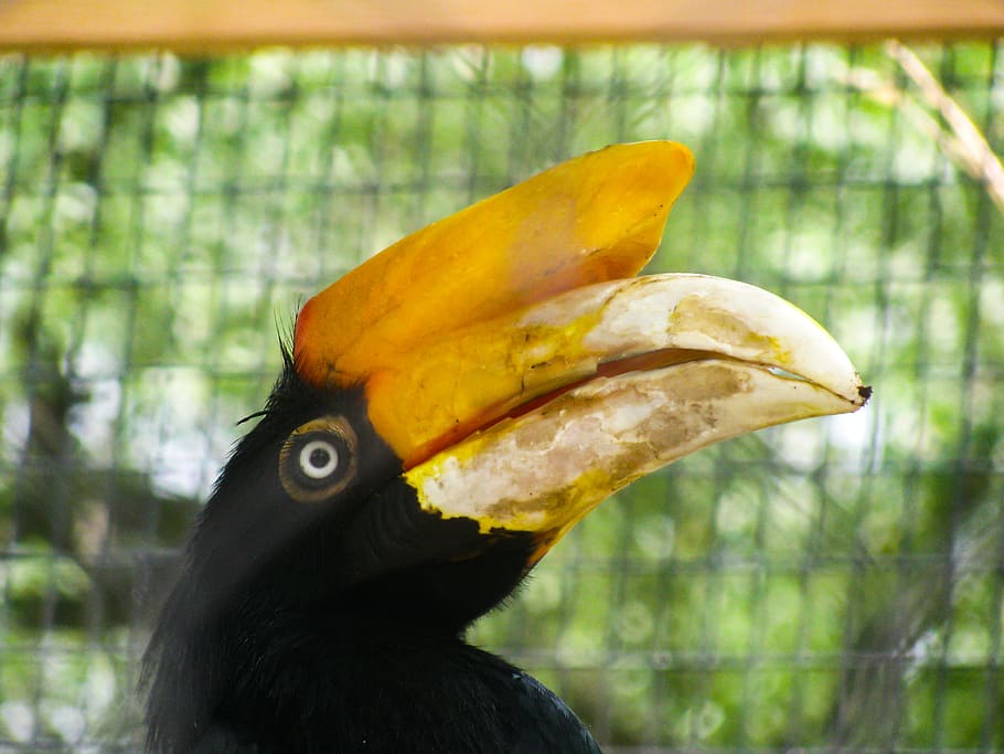 Black and Orange Bird, Animals, Nature, green, one animal, animal themes HD wallpaper