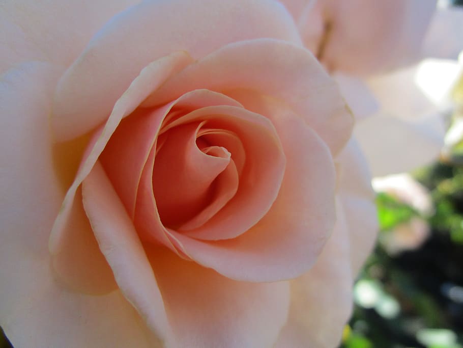 peach rose, queen elizabeth park, flower, summer, flowering plant, HD wallpaper