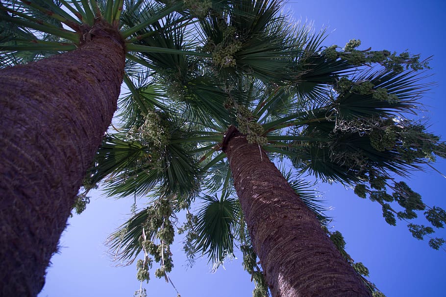 summer, sky, palm trees, plant, low angle view, tropical climate HD wallpaper