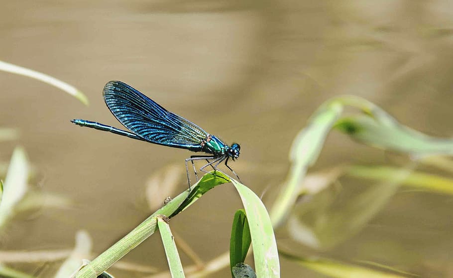 animals, insects, dragonfly, blue, green, beautiful, leaves HD wallpaper