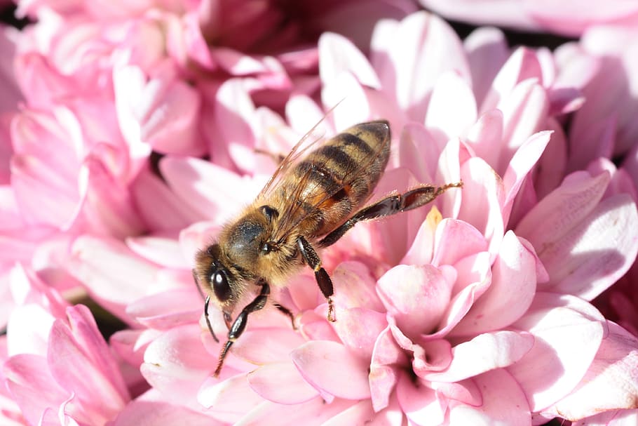Brown and Black Bee on Pink Petaled Flower, bloom, blossom, flowers HD wallpaper