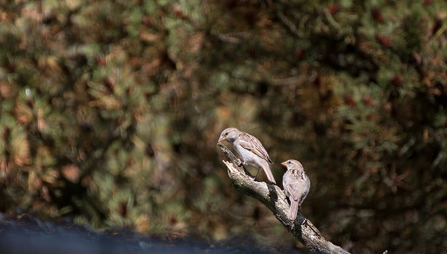 sparrows, nature, close, close up, cheeky, bird, feather, animal HD wallpaper