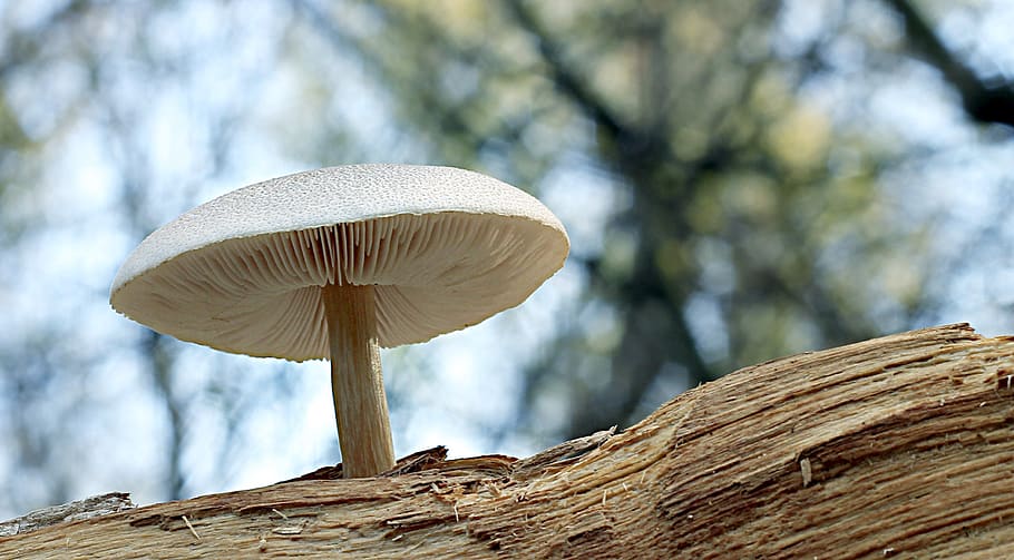 ciuperca, mushroom, nature, forest, autumn, fungus, tree, plant HD wallpaper