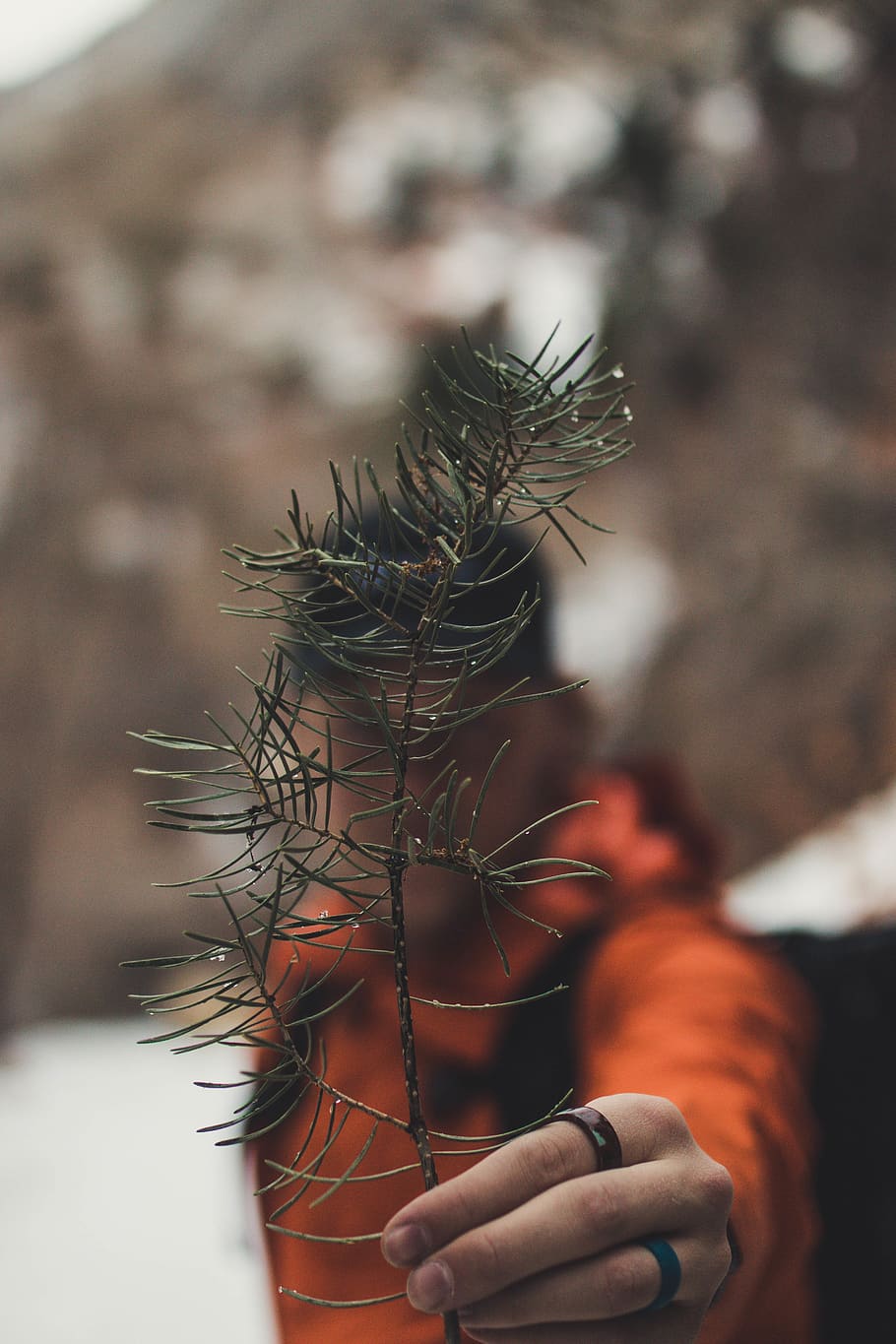 green fern, person, human, plant, apparel, clothing, tree, animal HD wallpaper