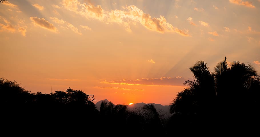 Sunset, backlit, clouds, dawn, idyllic, nature, plants, scenic HD wallpaper