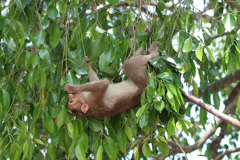 monkey, leaves, lunch, animal, animal themes, tree, animal wildlife HD wallpaper