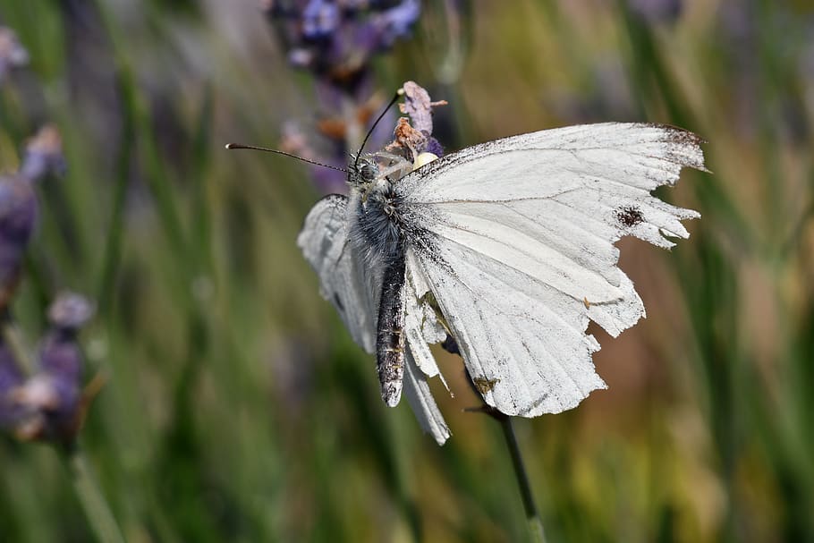 macro, nature, wildlife, butterfly, spider, prey, hunt, closeup HD wallpaper