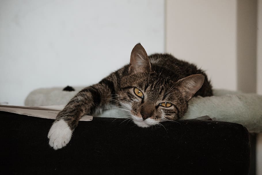 cat, animals, pets, wallpaper, sleep, domestic, domestic cat HD wallpaper