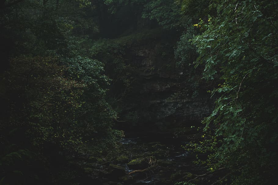 green leafed trees, forest, vegetation, flora, plant, outdoors HD wallpaper