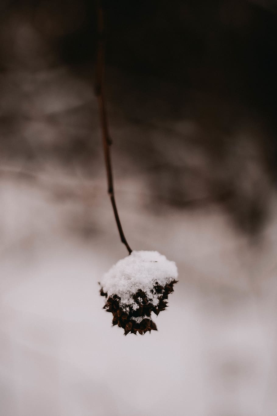 white petaled flower, nature, outdoors, ice, snow, frost, winter HD wallpaper