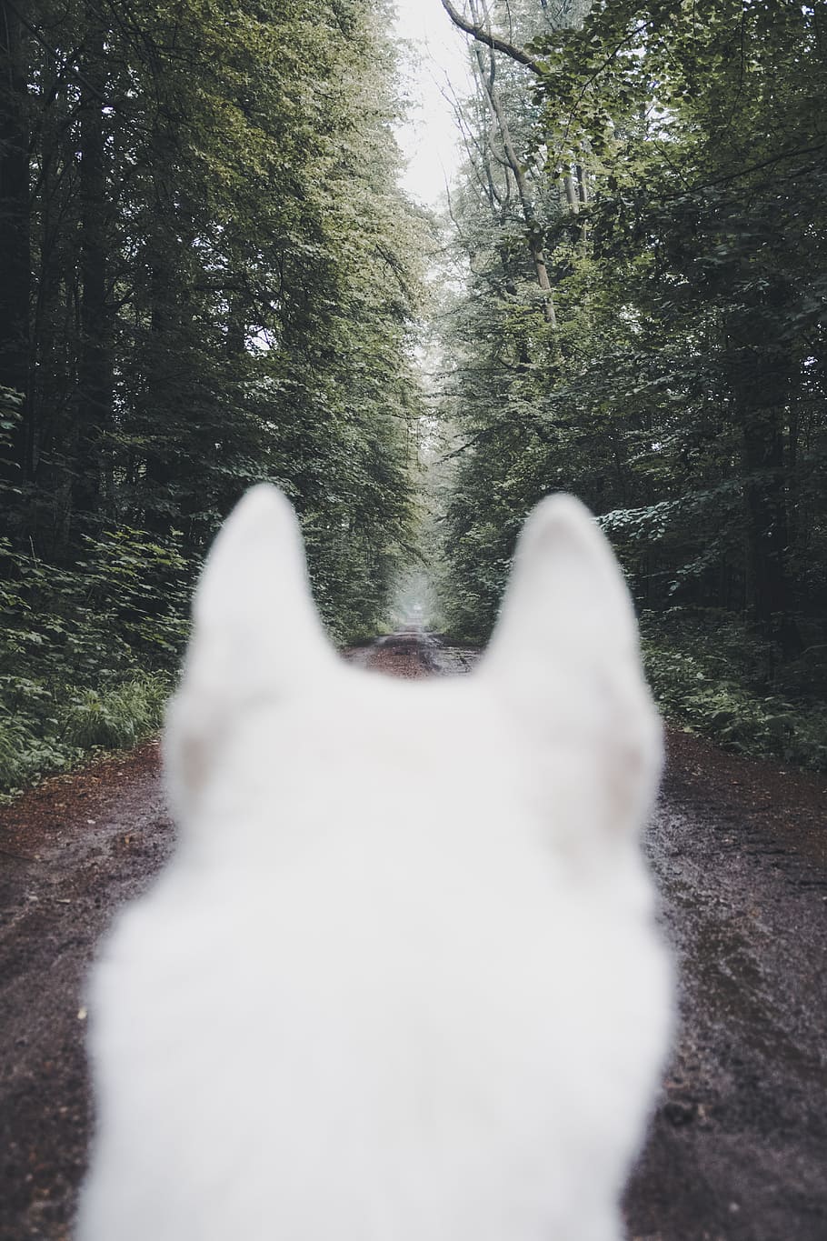 adult white dog beside trees, ear, forest, woodland, fur, path HD wallpaper