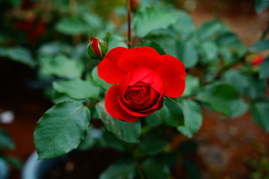 red, rose, flower, nature, garden, macro, heart, petals, flowering plant HD wallpaper