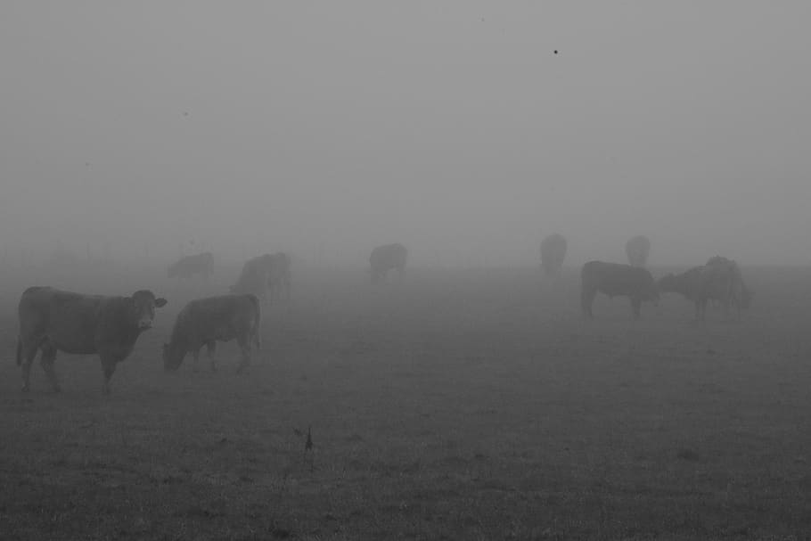belgium, mammal, animal themes, fog, field, domestic animals HD wallpaper