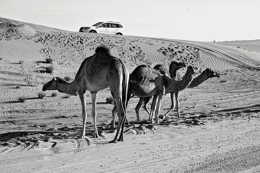 Grey Scale Photography of Three Camels on Desert, animals, Arabian camel