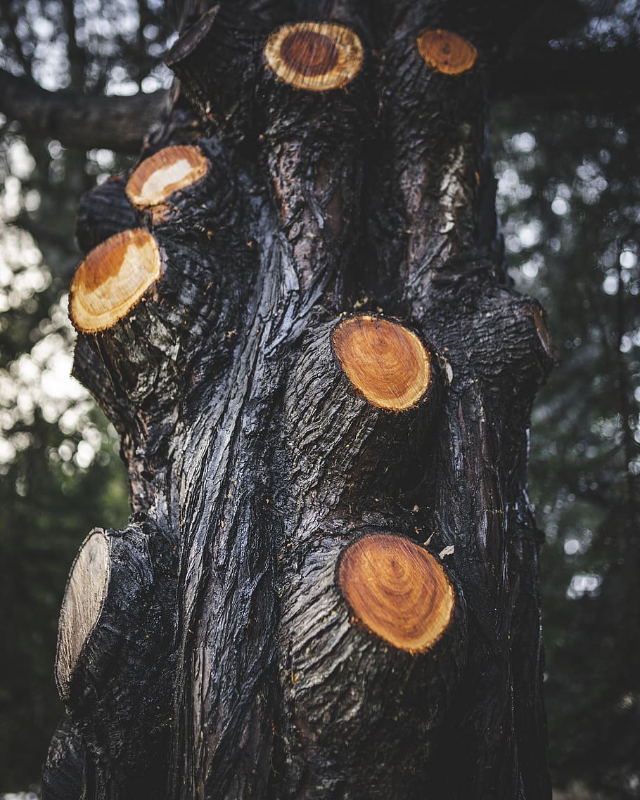 brown tree trunk, forest, wood - material, timber, plant, log HD wallpaper