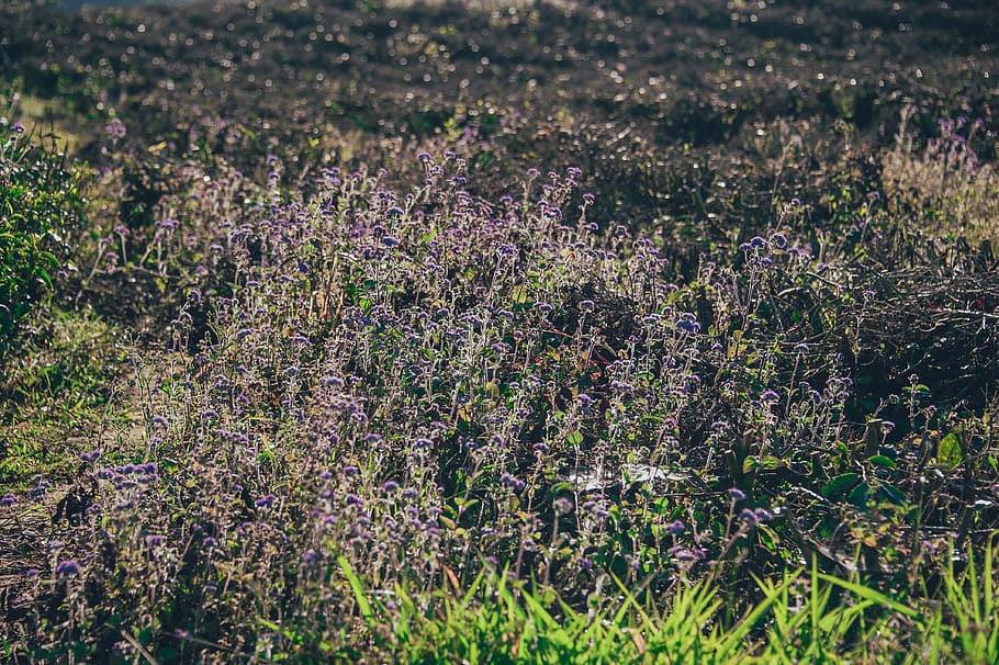 Purple Flower Field at Daytime, beautiful, bloom, blooming, blossom HD wallpaper