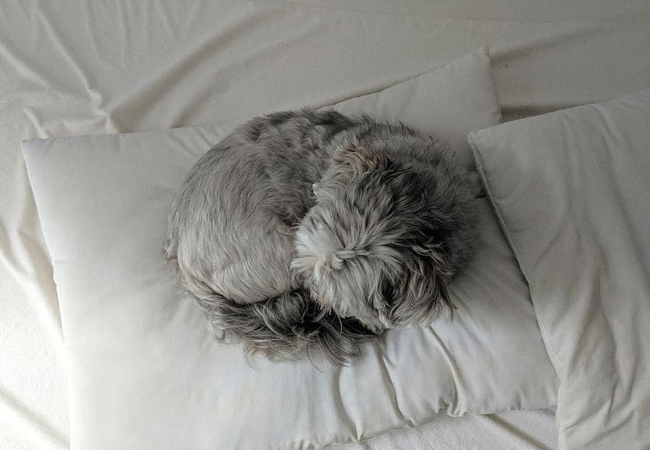 Hd Wallpaper Dog Shih Tzu Puppy Sleeping Dog Bed Domestic