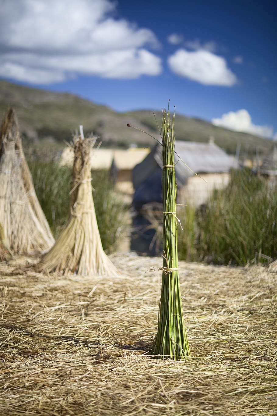 lake titicaca, peru, south america, island, reed, village, plant, HD wallpaper