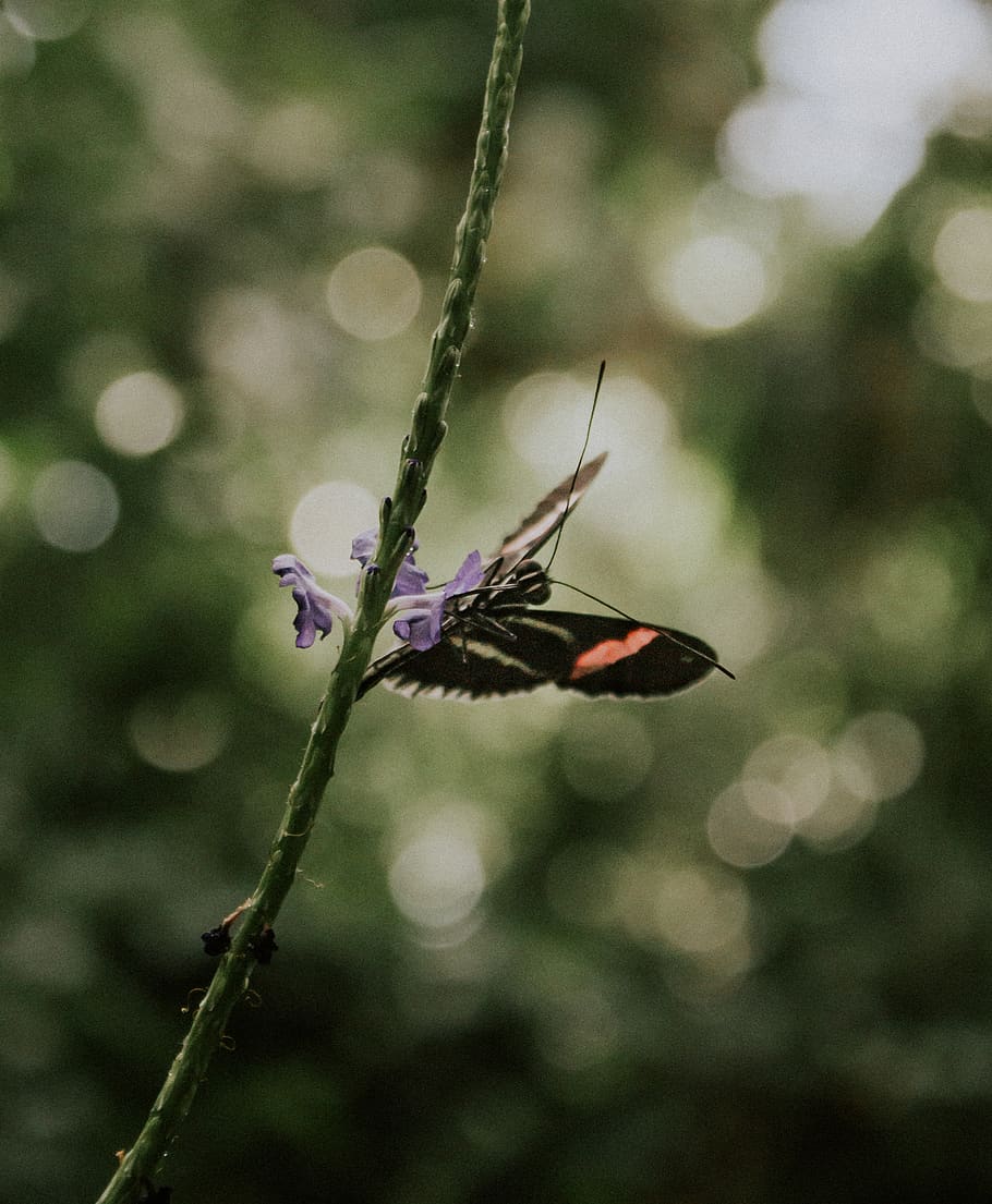 magic, suprise, hiking, buds, insect, green, black, red, purple HD wallpaper