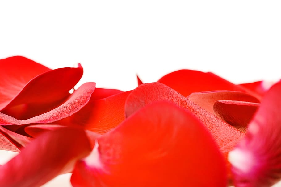con2011, rose, petals, red, cut out, flower, plant, beauty in nature HD wallpaper