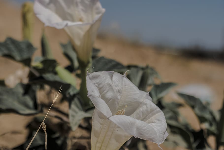 flowers, focus on foreground, close-up, beauty in nature, plant HD wallpaper