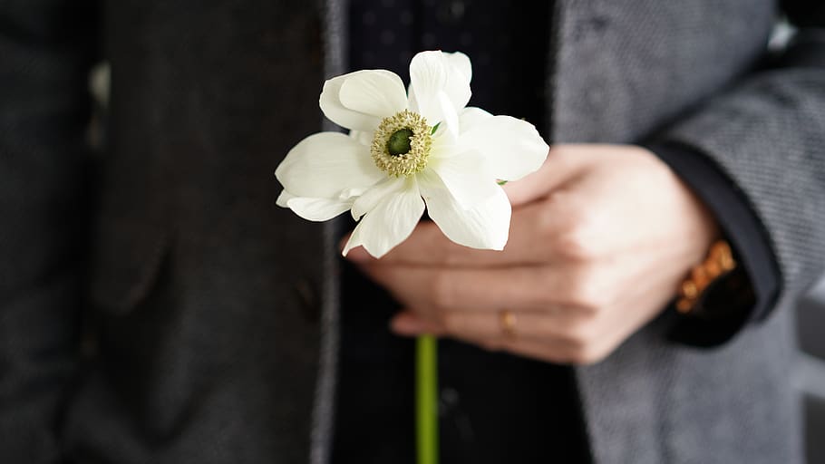 white flower, flowering plant, hand, one person, human hand, fragility HD wallpaper