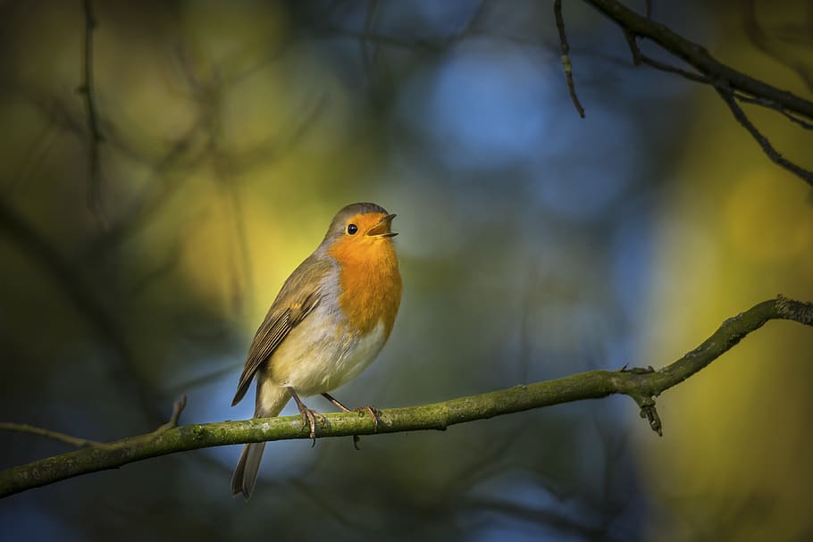 robin, singing, nature, wild, bird, perching, one animal, animal wildlife HD wallpaper