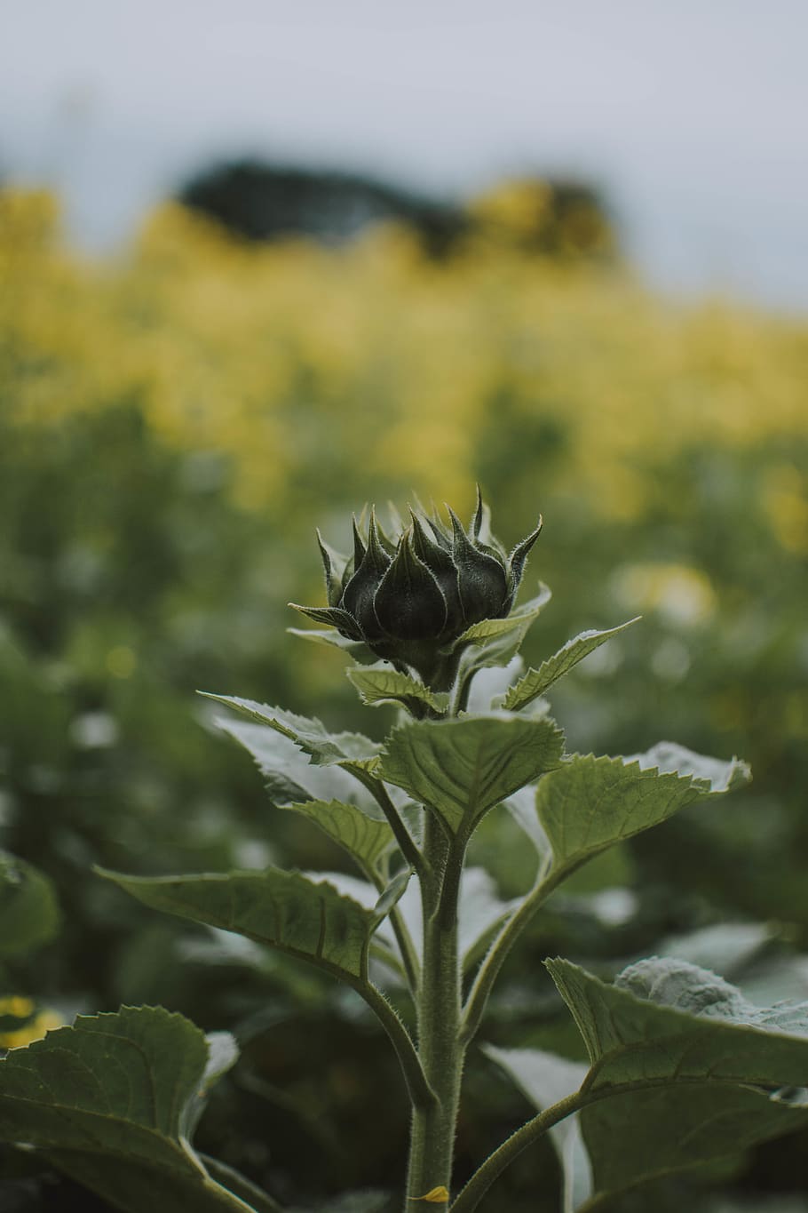 green plant, growth, flower, plant part, leaf, focus on foreground HD wallpaper