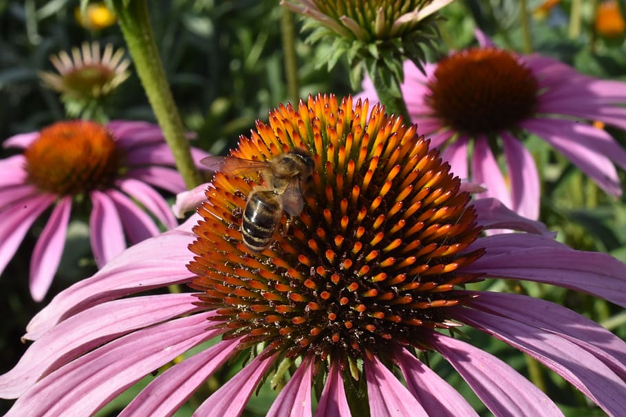 echinacea, purple, flower, insect, pollination, bloom, garden HD wallpaper