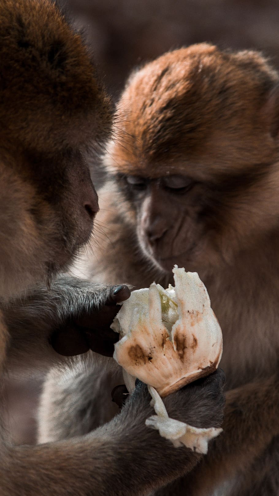 brown monkey, animal, wildlife, mammal, food, monkey park, vegetable HD wallpaper