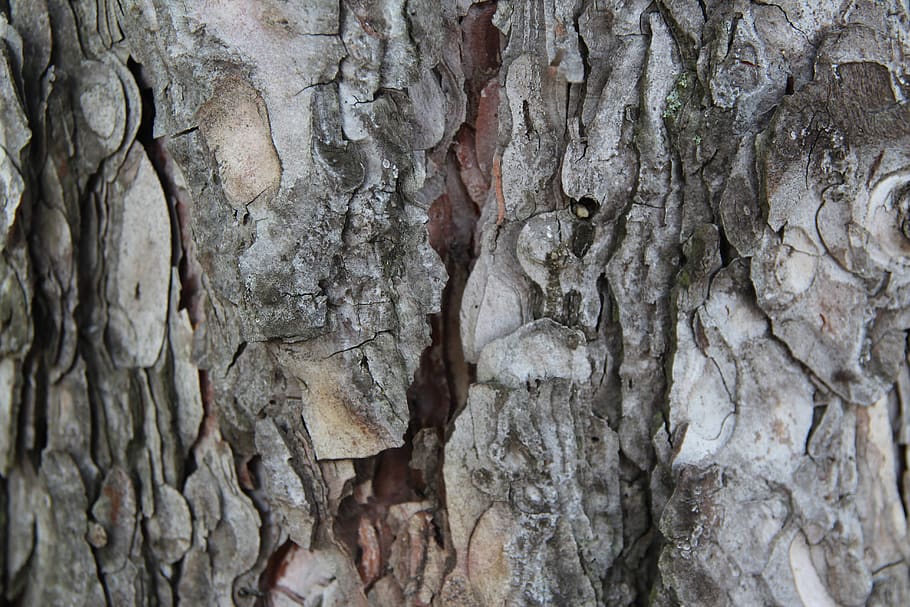 tree bark, pine, wood, wooden, texture, pinewood bark, gray HD wallpaper