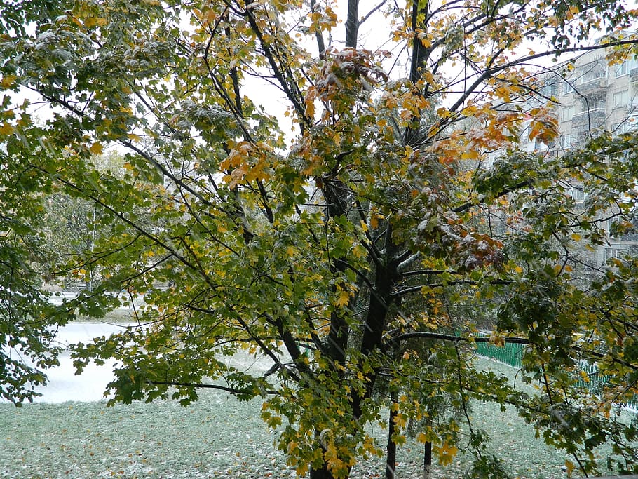 tree, branches, ice, nature, winter, plant, growth, beauty in nature HD wallpaper