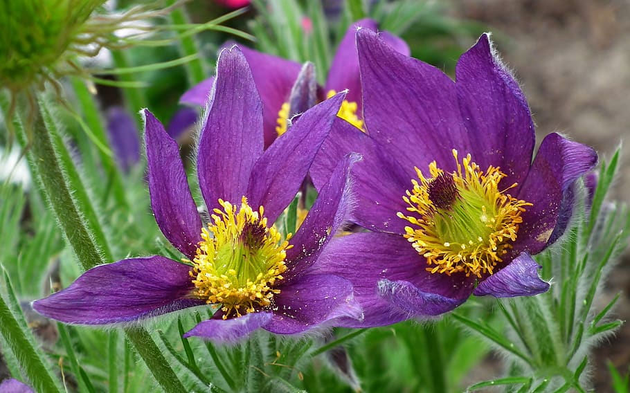 sasanki, violet, spring, garden, macro, hair, fluffy, closeup HD wallpaper
