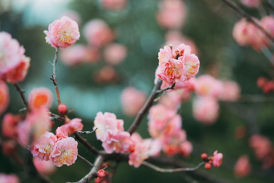 pink cherry blossoms, flower, flowering plant, freshness, growth HD wallpaper